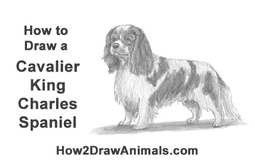 How to Draw a Cavalier King Charles Spaniel Puppy Dog