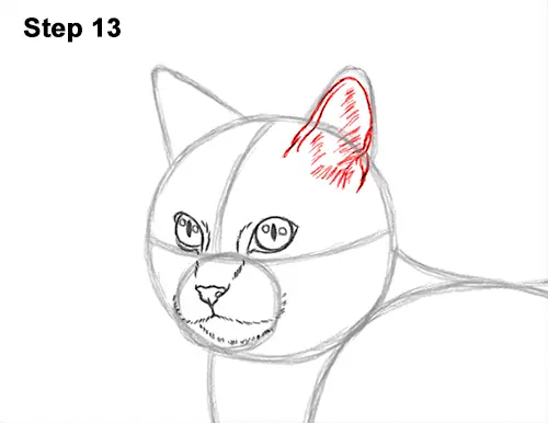 How to Draw a Calico Kitten Cat Orange Black 13