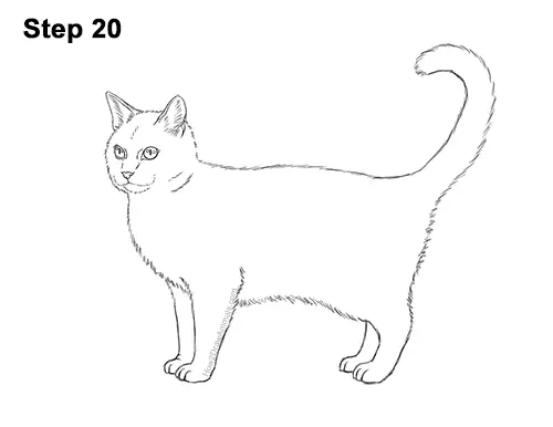 How to Draw a Cat (Calico) VIDEO & Step-by-Step Pictures