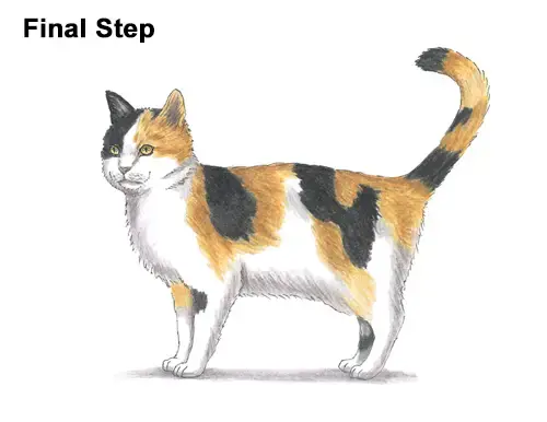 Calico Cat Drawing