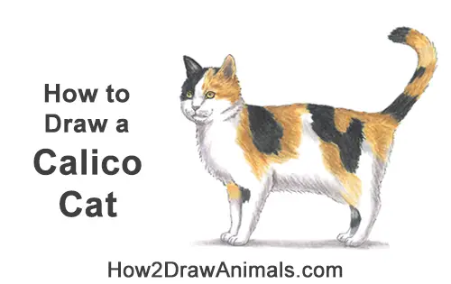 How to Draw a Calico Kitten Cat Orange Black Color