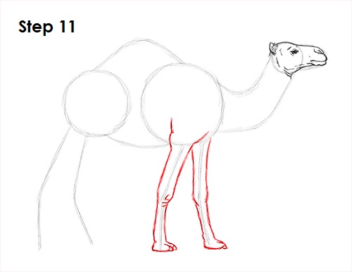 Draw Camel 11
