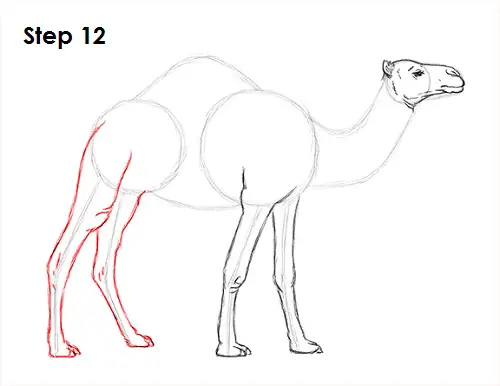 Draw Camel 12