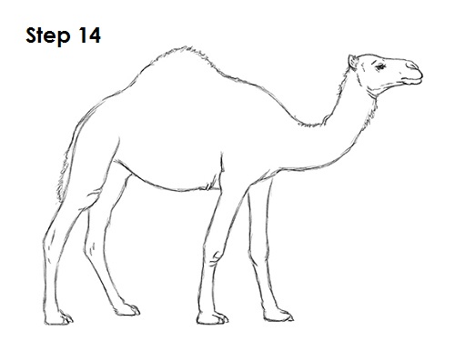 Draw Camel 14