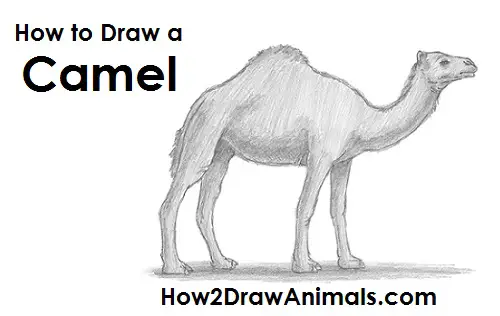 Draw Camel