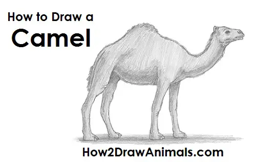 How To Draw A Camel