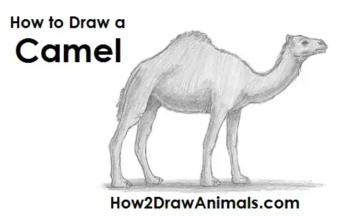 How to Draw a Camel