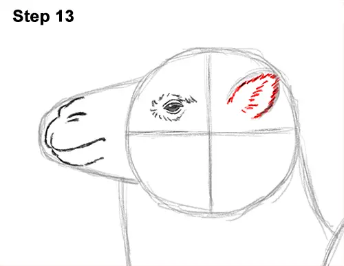 Draw a Bactrian Camel Two Humps 13