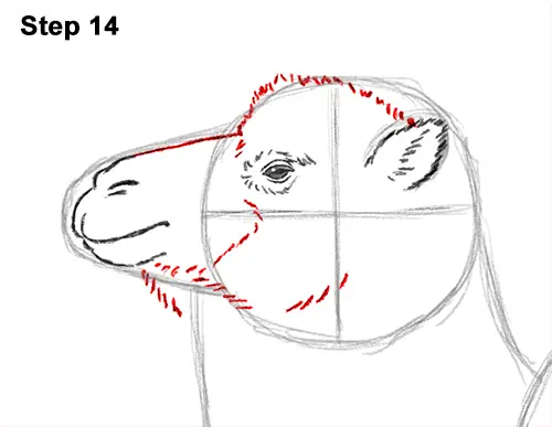 Draw a Bactrian Camel Two Humps 14