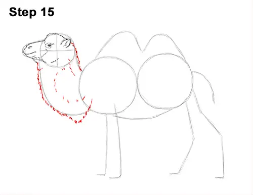 Draw a Bactrian Camel Two Humps 15