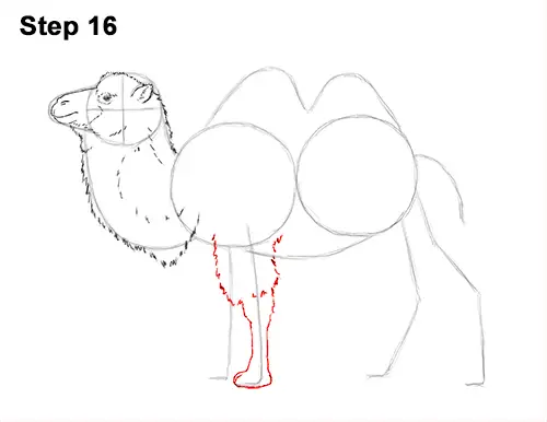 Draw a Bactrian Camel Two Humps 16