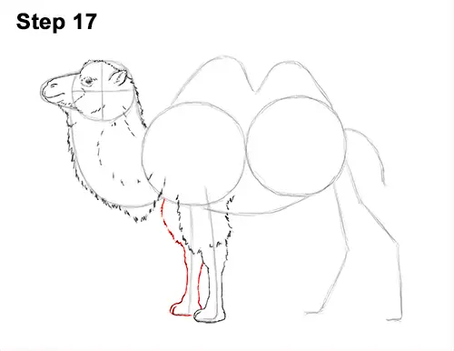 Draw a Bactrian Camel Two Humps 17