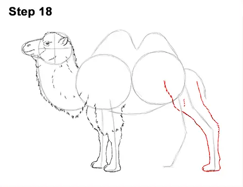 Draw a Bactrian Camel Two Humps 18