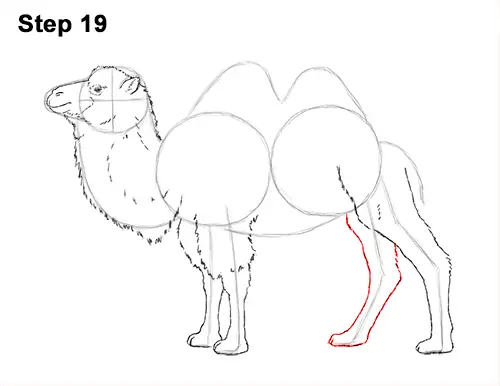 Draw a Bactrian Camel Two Humps 19