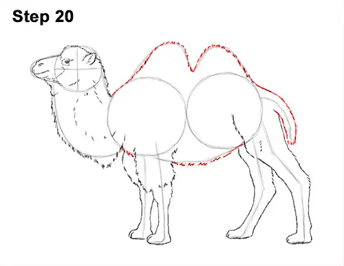 Draw a Bactrian Camel Two Humps 20