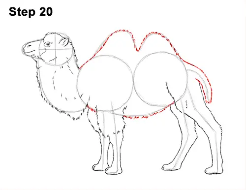 How to Draw a Camel (Bactrian)