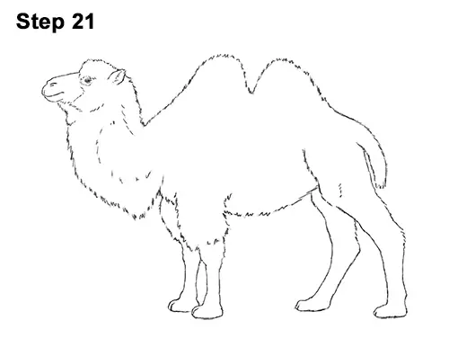 Draw a Bactrian Camel Two Humps 21