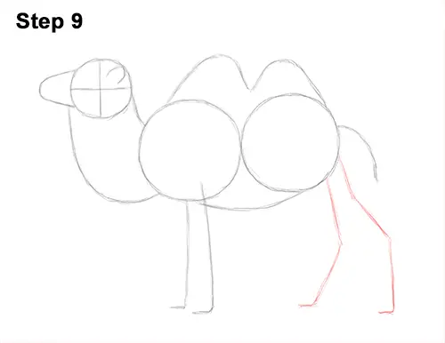 Draw a Bactrian Camel Two Humps 9