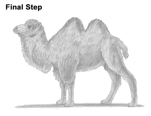 Draw a Bactrian Camel Two Humps