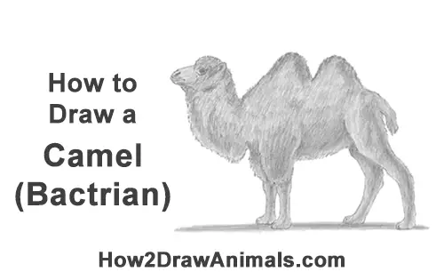 Sketch of a Camel | Pundoles