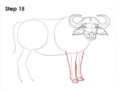 Draw African Cape Buffalo 15