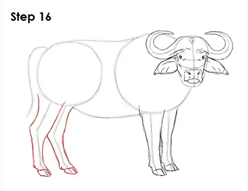 Draw African Cape Buffalo 16