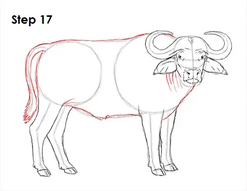 Draw African Cape Buffalo 17