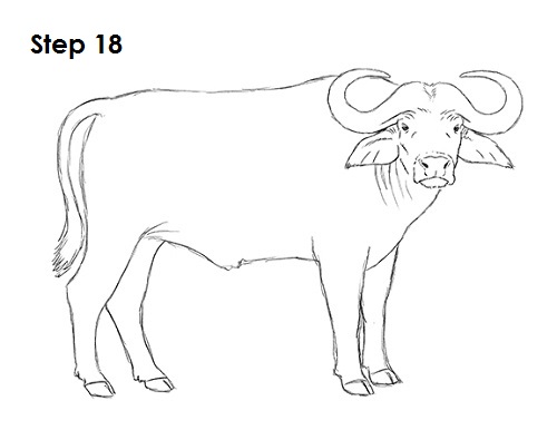 Draw African Cape Buffalo 18