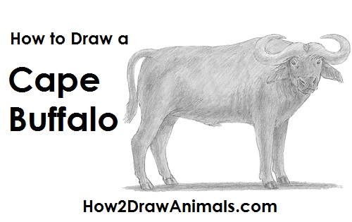Draw an African Cape Buffalo