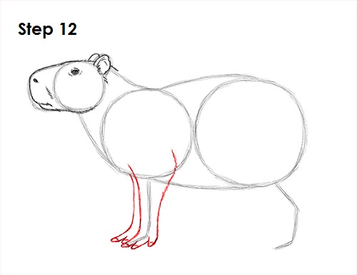 Draw Capybara 12