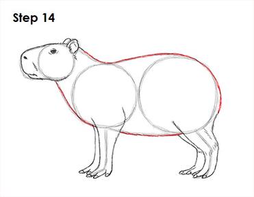 How to draw CAPYBARA step by step, VERY EASY and fast 