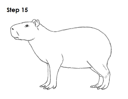 how to draw a capybara easy How to draw a cute capybara step by step