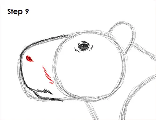 How to Draw a Capybara