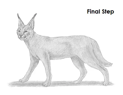 Draw a Caracal