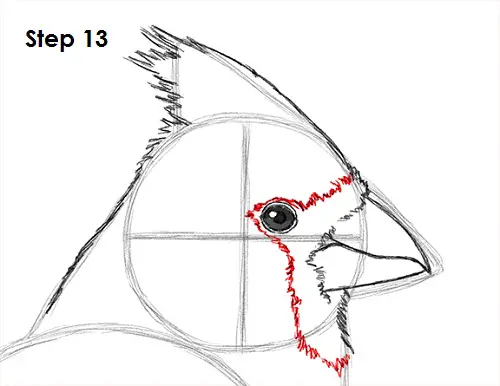 Draw Cardinal Bird 13