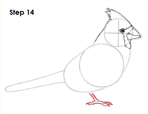 Draw Cardinal Bird 14