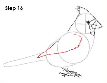cardinal line drawing
