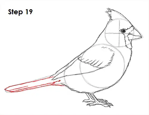 Draw Cardinal Bird 19