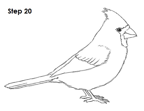 Draw Cardinal Bird 20