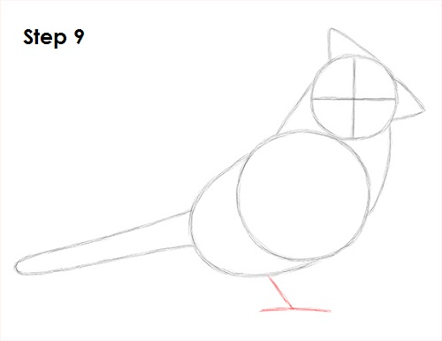 Draw Cardinal Bird 9