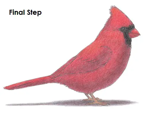 Draw Cardinal Bird Final