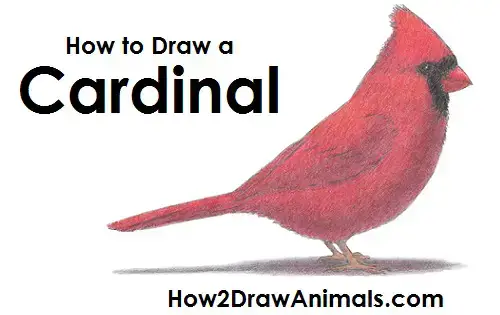 how to draw cardinal bird