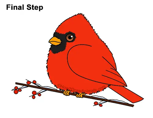 How to Draw Cute Little Cartoon Red Cardinal Snow Berries 15