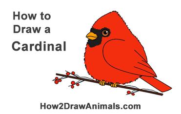 Easy How to Draw a Cardinal Tutorial and Cardinal Coloring Page