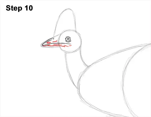 How to Draw an Australian Southern Cassowary Bird 10