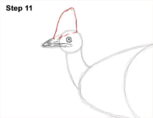 How to Draw an Australian Southern Cassowary Bird 11