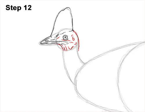 How to Draw an Australian Southern Cassowary Bird 12