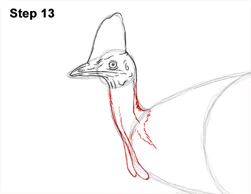 How to Draw an Australian Southern Cassowary Bird 13