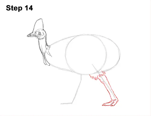 How to Draw an Australian Southern Cassowary Bird 14