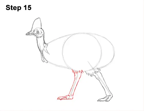 How to Draw an Australian Southern Cassowary Bird 15